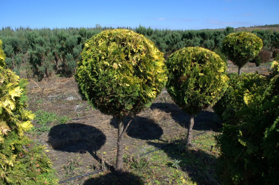Крыжовник на штамбе красный Триумф