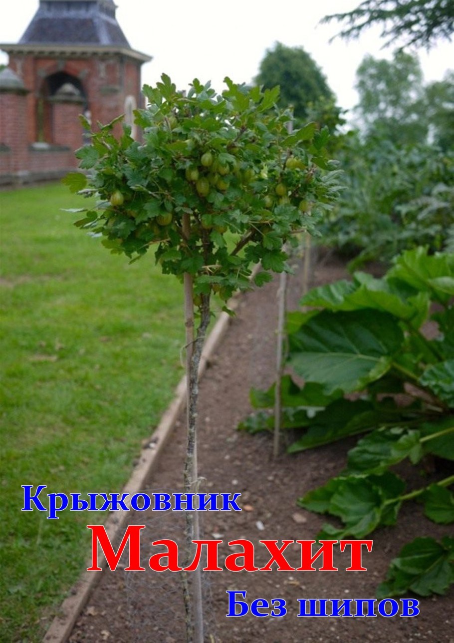 Штамбовый крыжовник