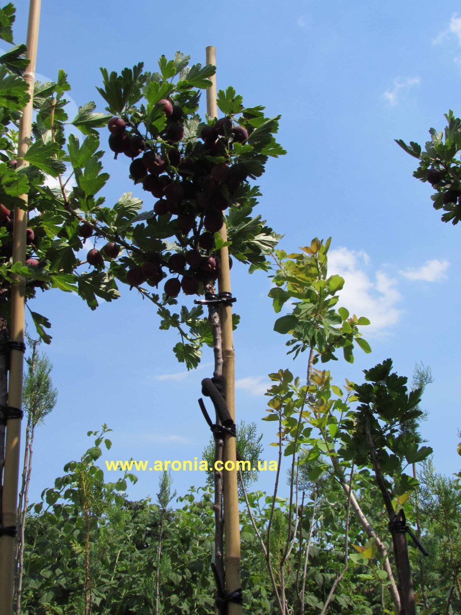 Штамбовая черная смородина