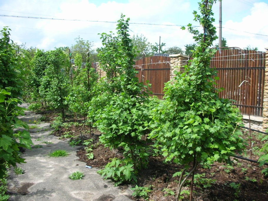 Штамбовая смородина Университетская