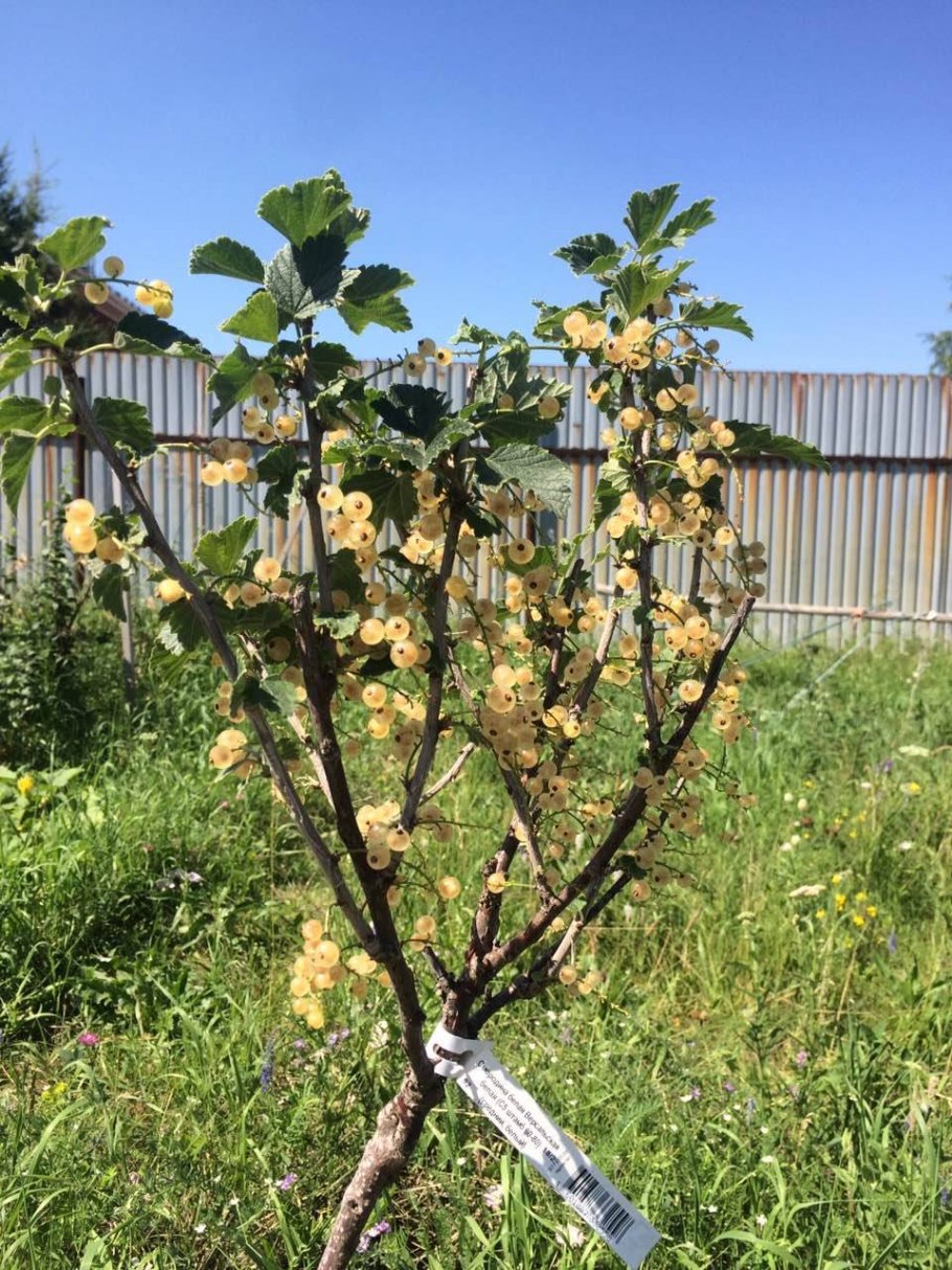 Штамбовая красная смородина