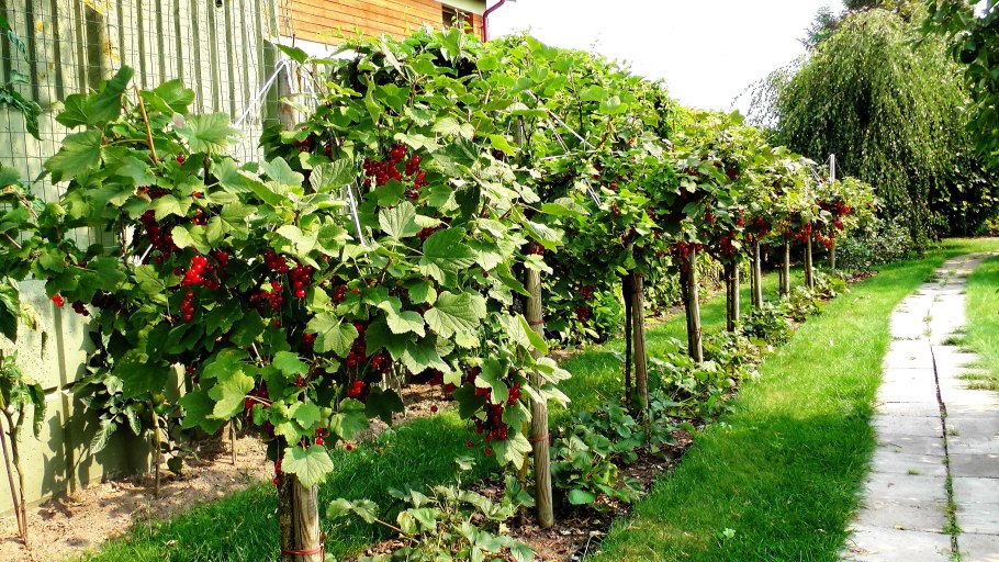 Штамбовая красная смородина