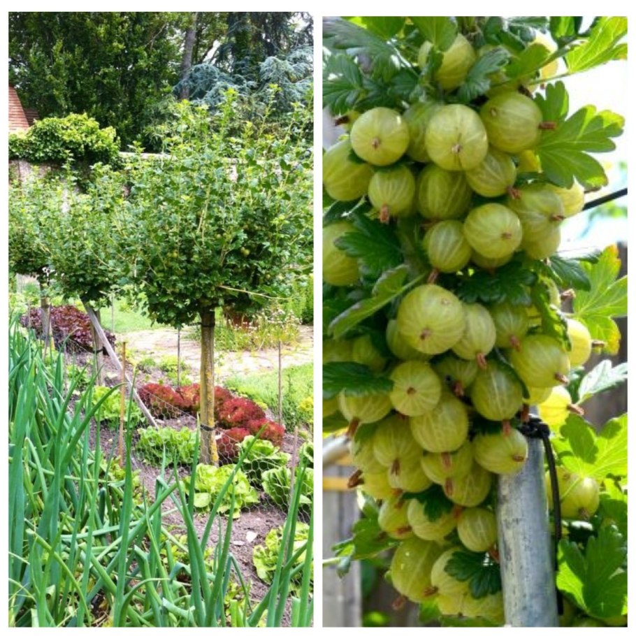 Крыжовник штамбовый "Инвикта"