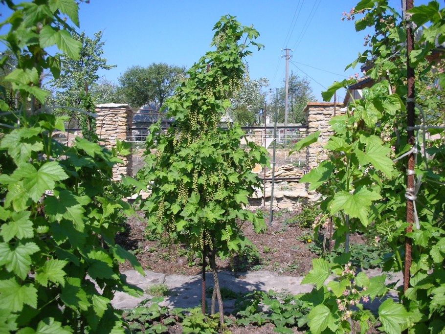 Туя Западная на штамбе