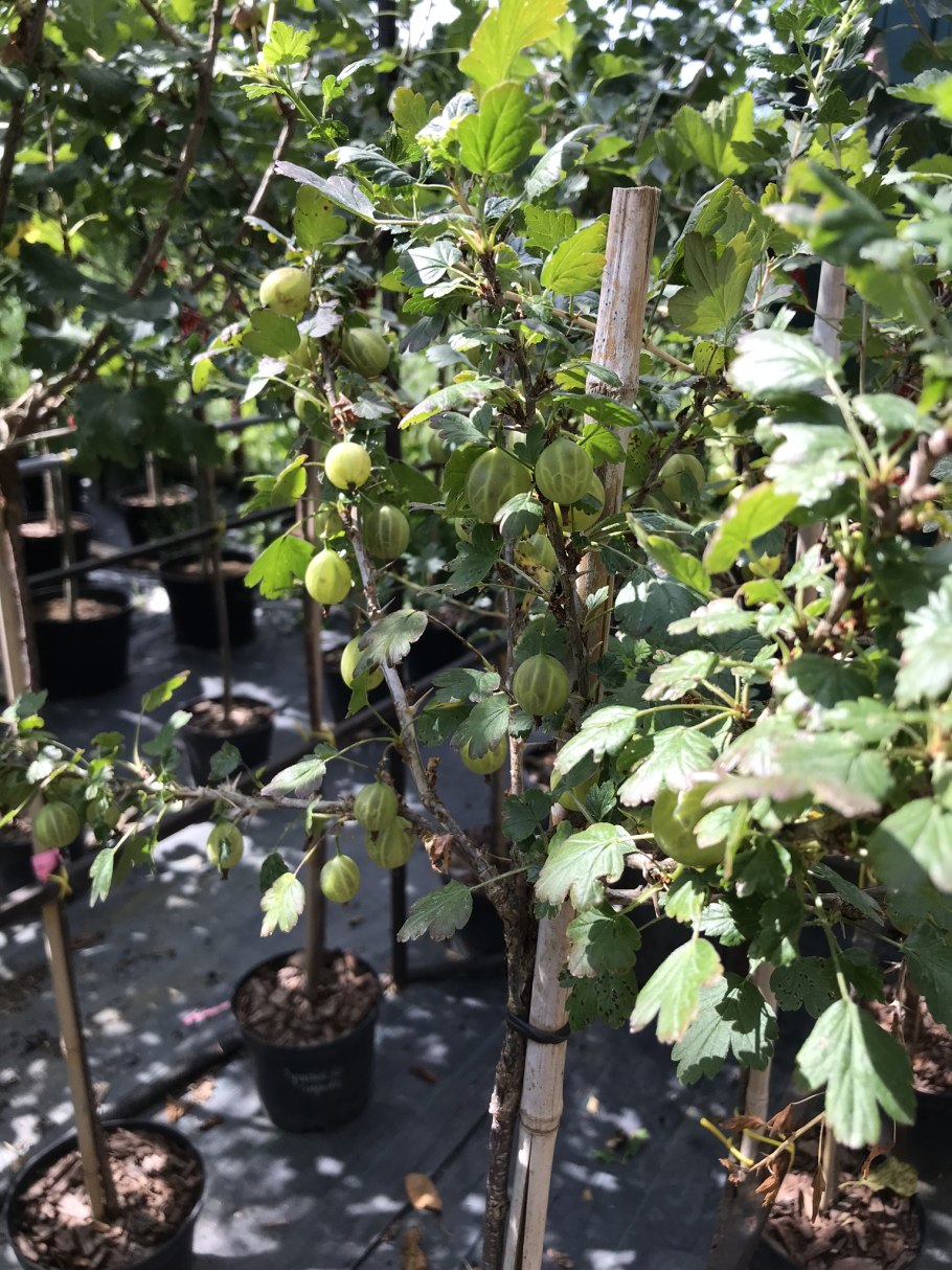 Штамбовая красная смородина