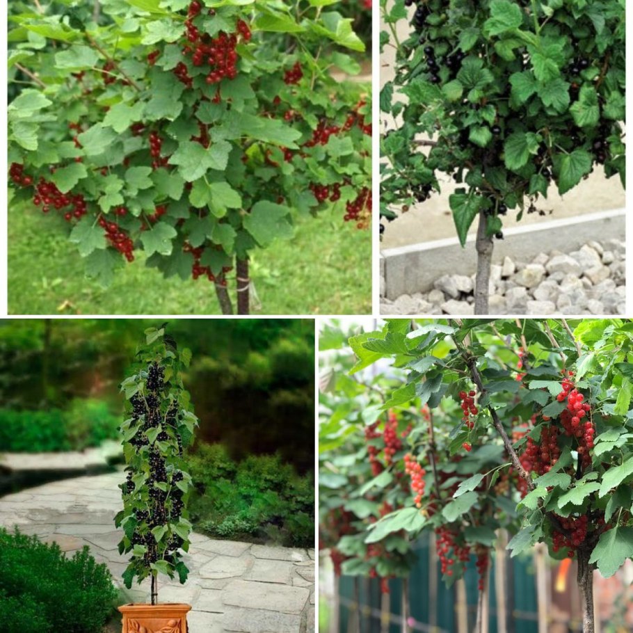 Штамбовая черная смородина