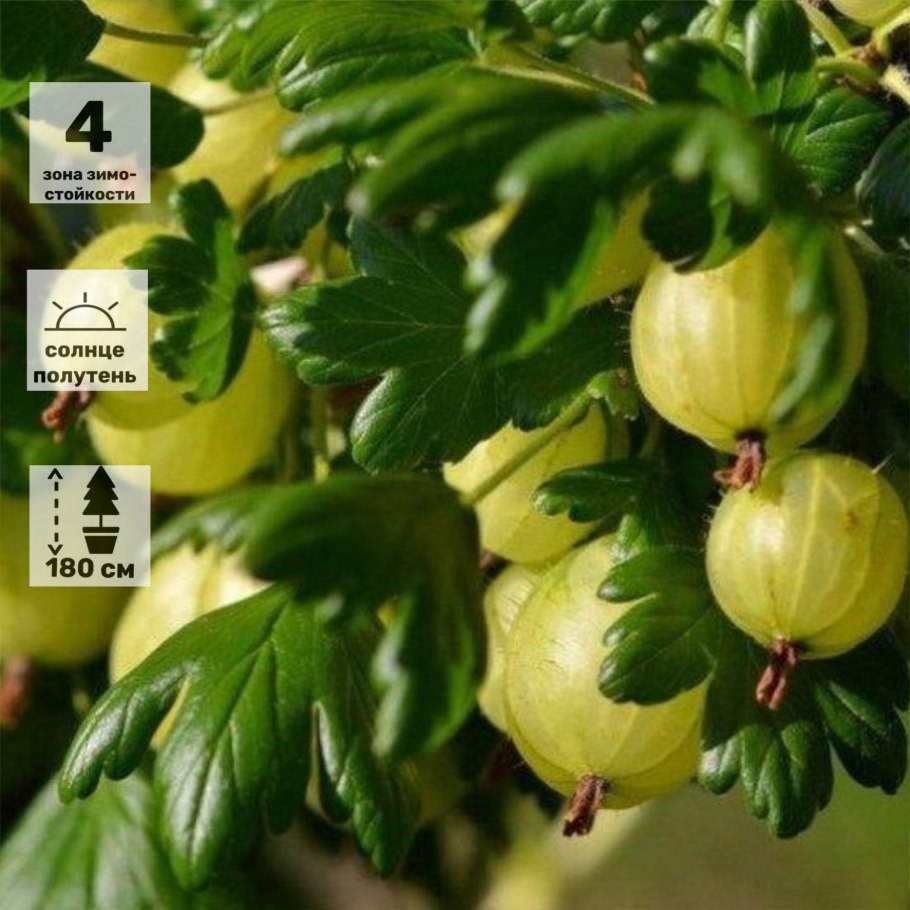 Штамбовый крыжовник