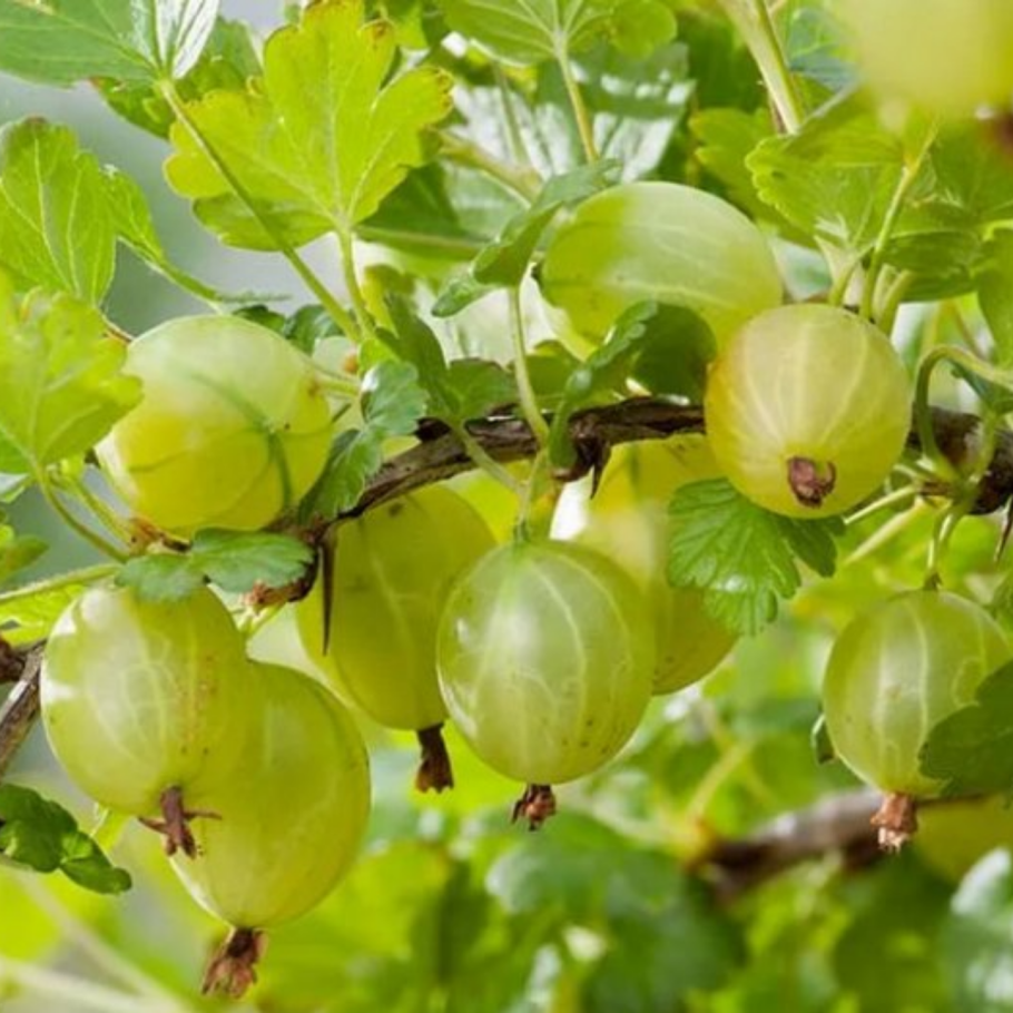 Крыжовник иглистый куст