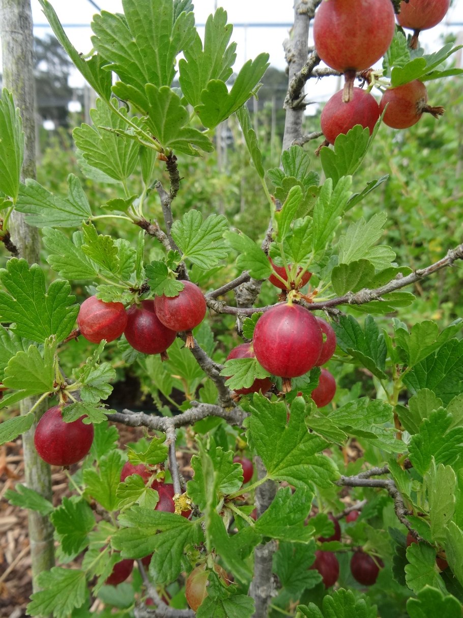 Крыжовник штамбовый "Инвикта"