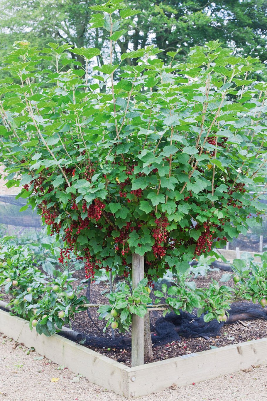 Сорт крыжовника Хиннонмаки Грин