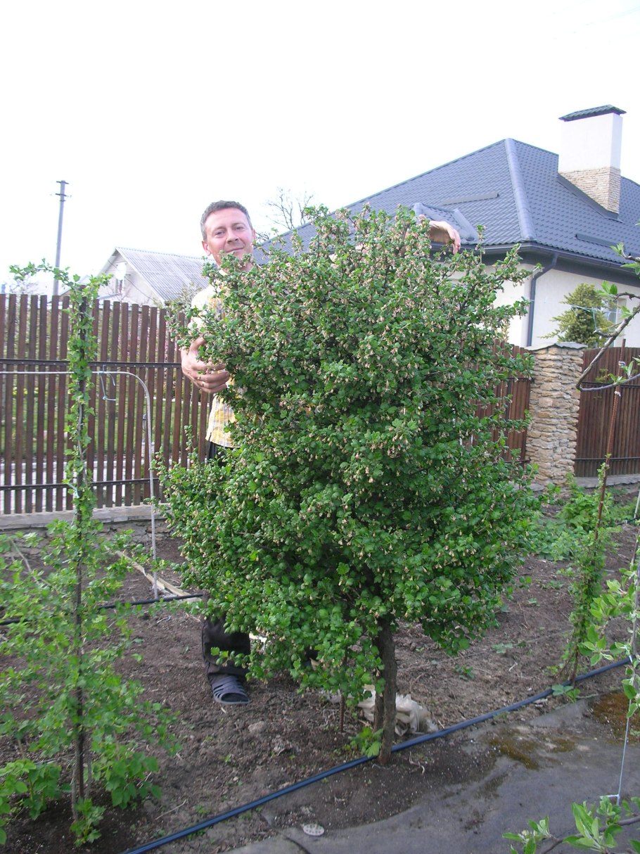 Смородина и крыжовник на штамбе