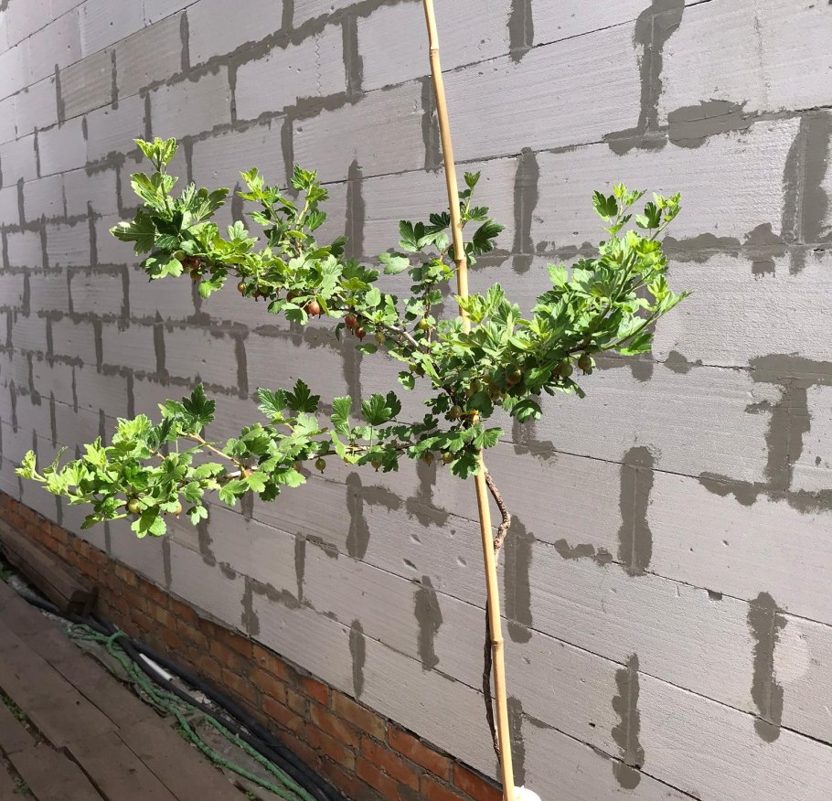 Крыжовник Колобок на штамбе