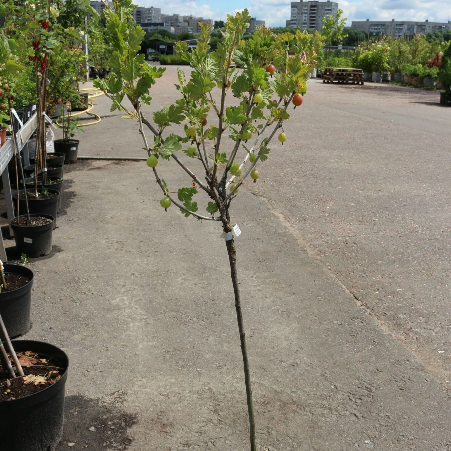 Септориоз крыжовника