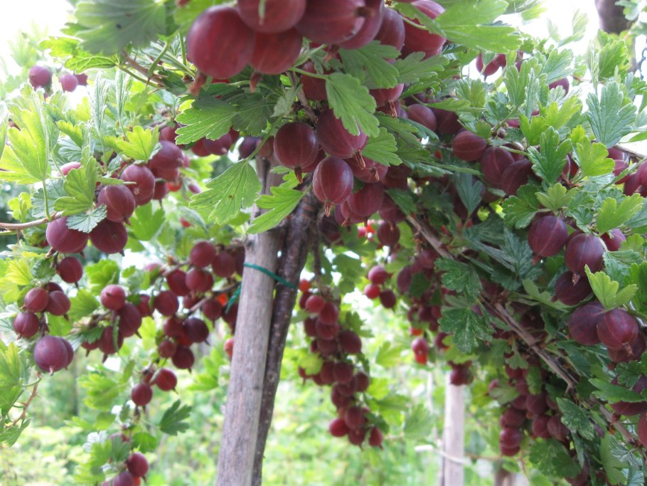 Штамбовая красная смородина