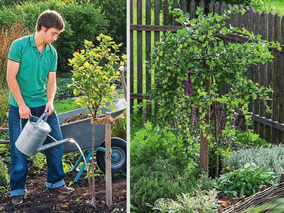 Крыжовник сорт Инвикта