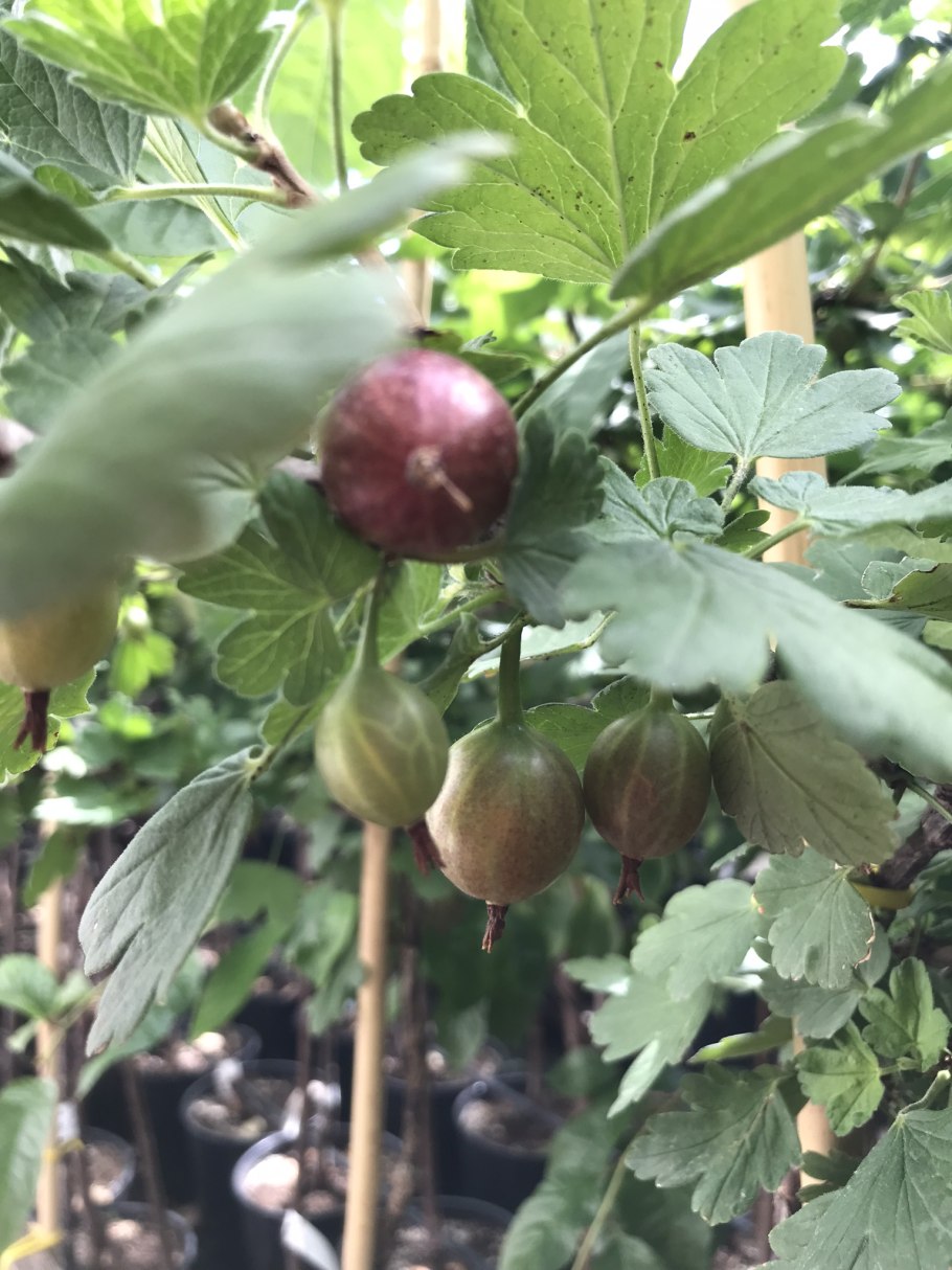 Штамбовая черная смородина