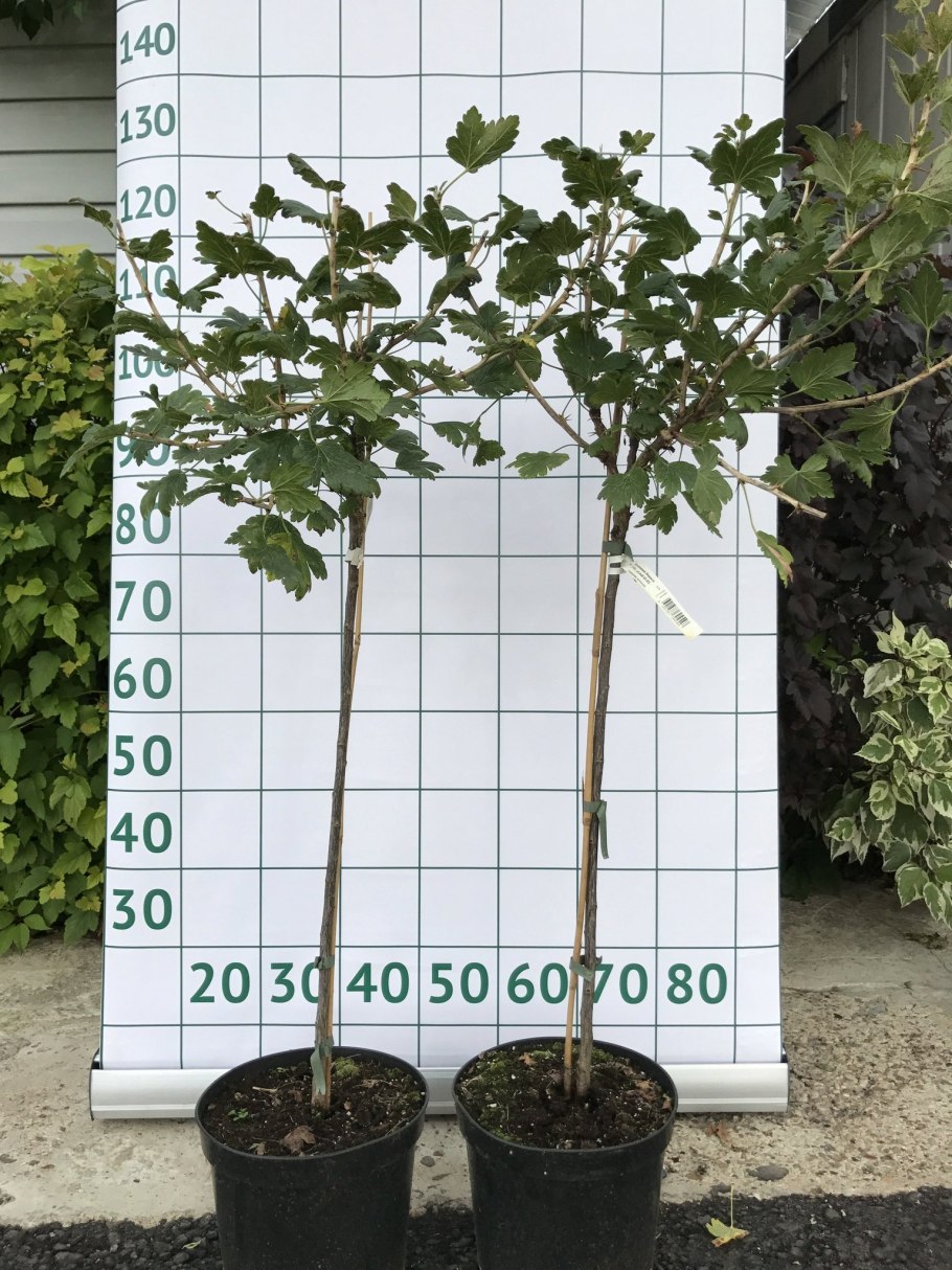 Куст красной смородины на штамбе