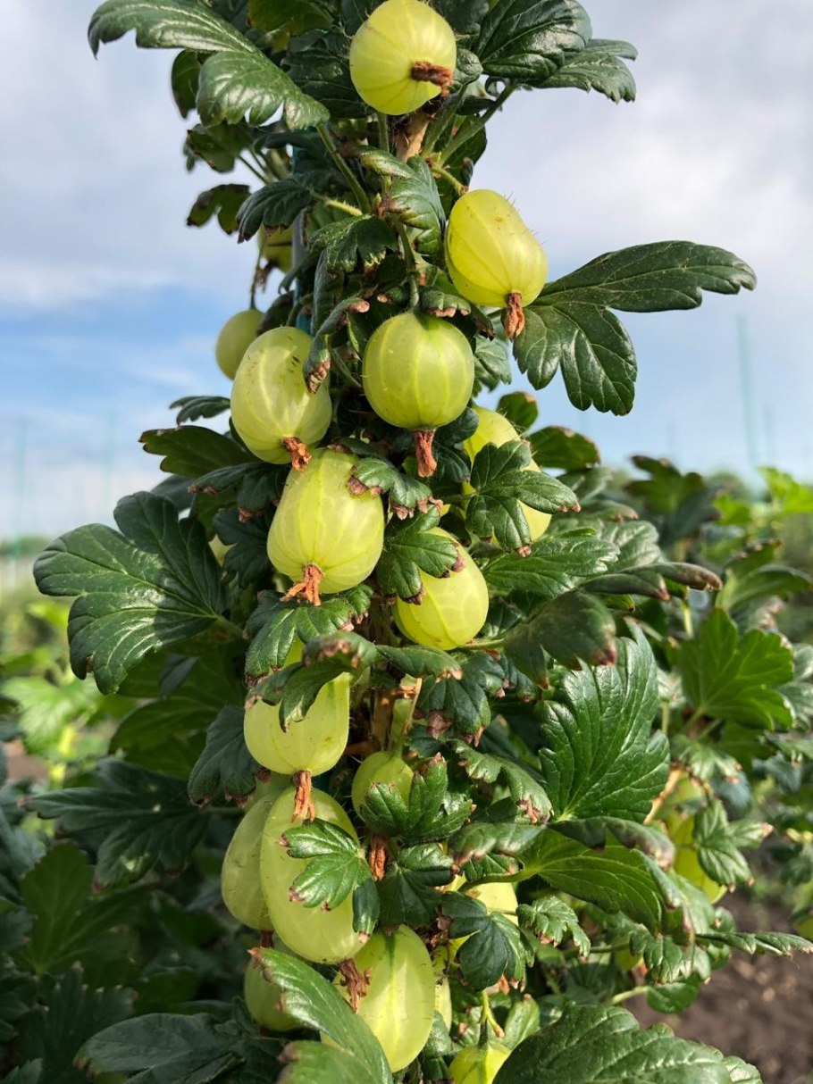 Штамбовая смородина Натали