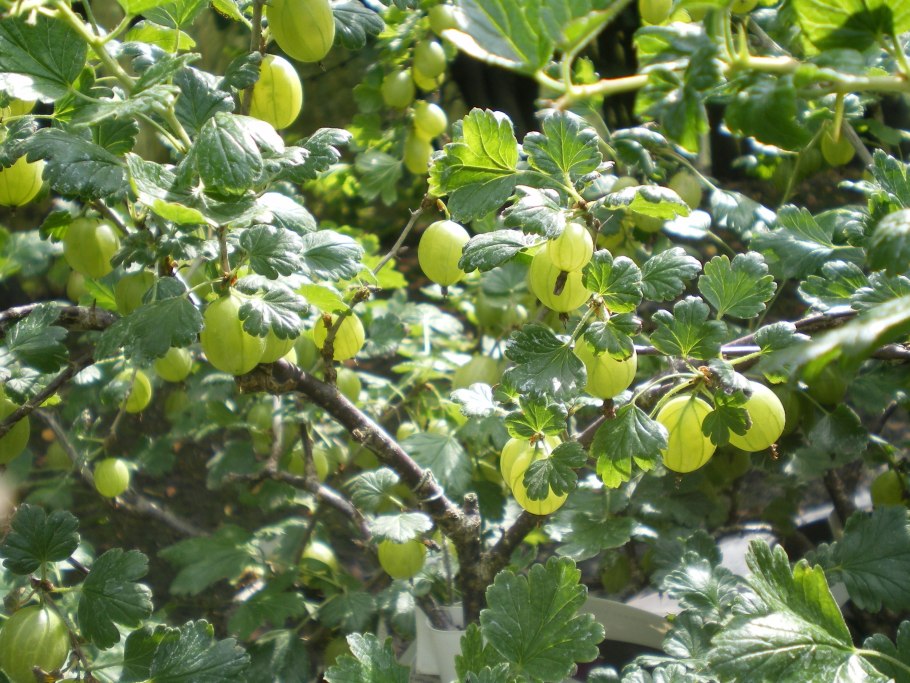 Крыжовник Хиннонмаки красный