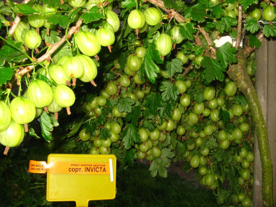 Крыжовник зеленый Инвикта