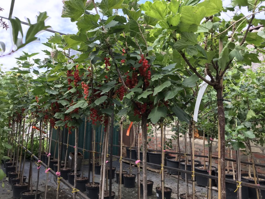 Йошта штамбовая