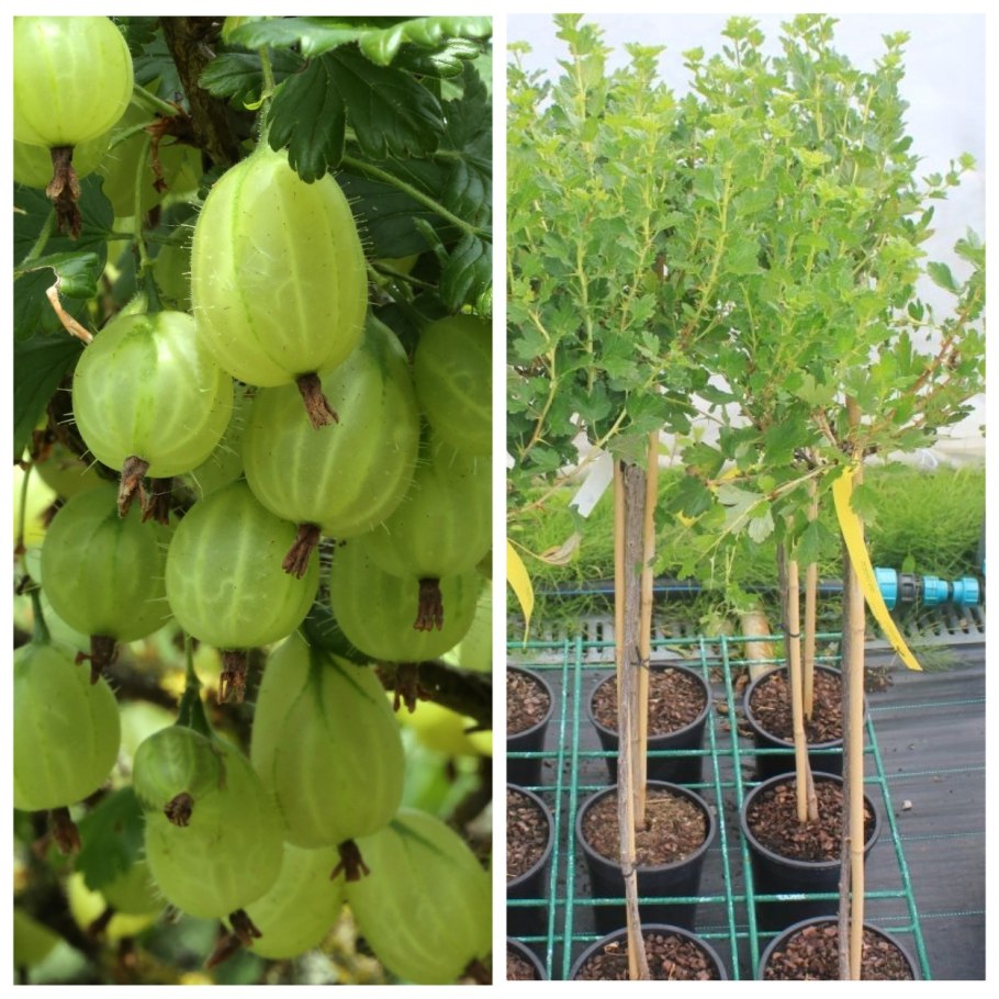 Смородина красная Джонкер Ван тетс