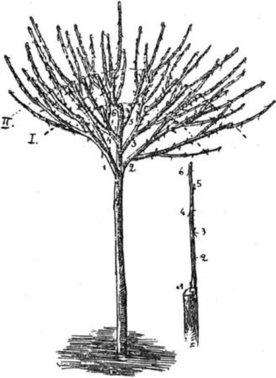 Крыжовник куст