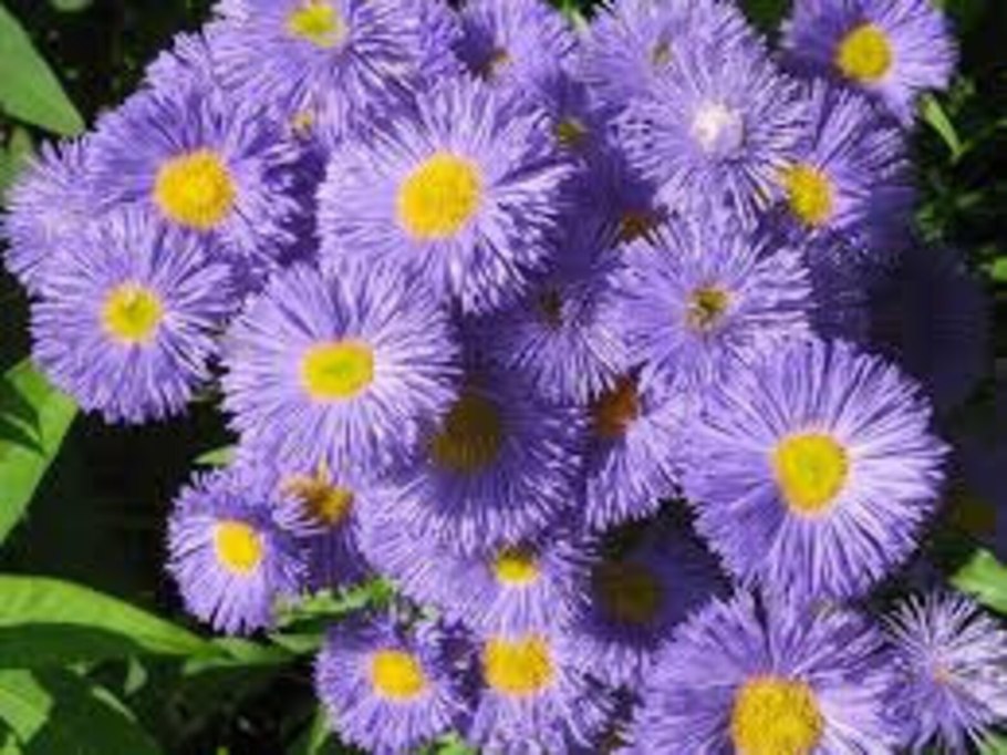 Астра кустарниковая многолетняя