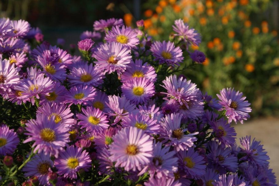 Астра многолетняя кустарниковая (Aster dumosus)