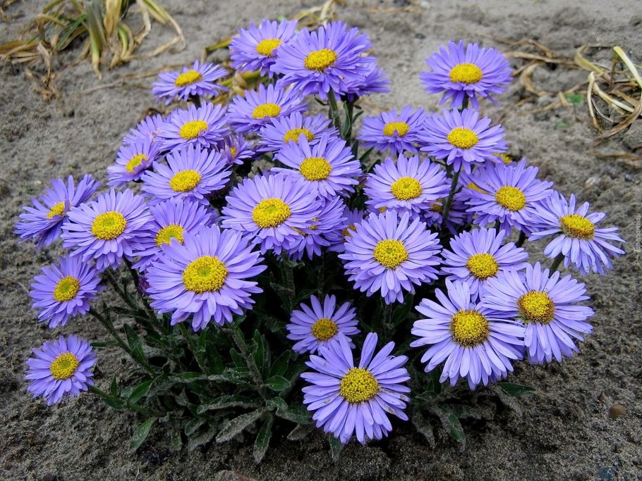 Астра кустарниковая Aster dumosus