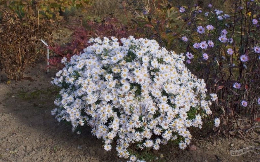 Астра Альпийская Голиаф