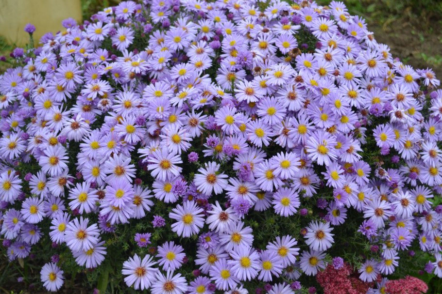 Астра кустарниковая Aster dumosus