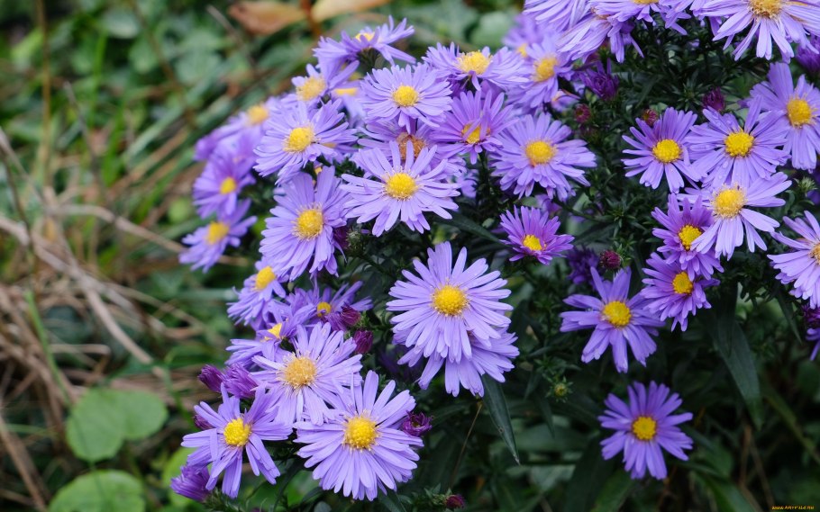 Астра кустарниковая Aster dumosus