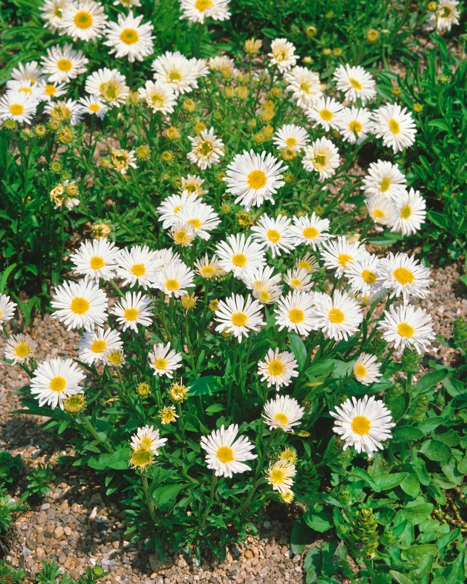 Астра Ромашковая. Aster amellus