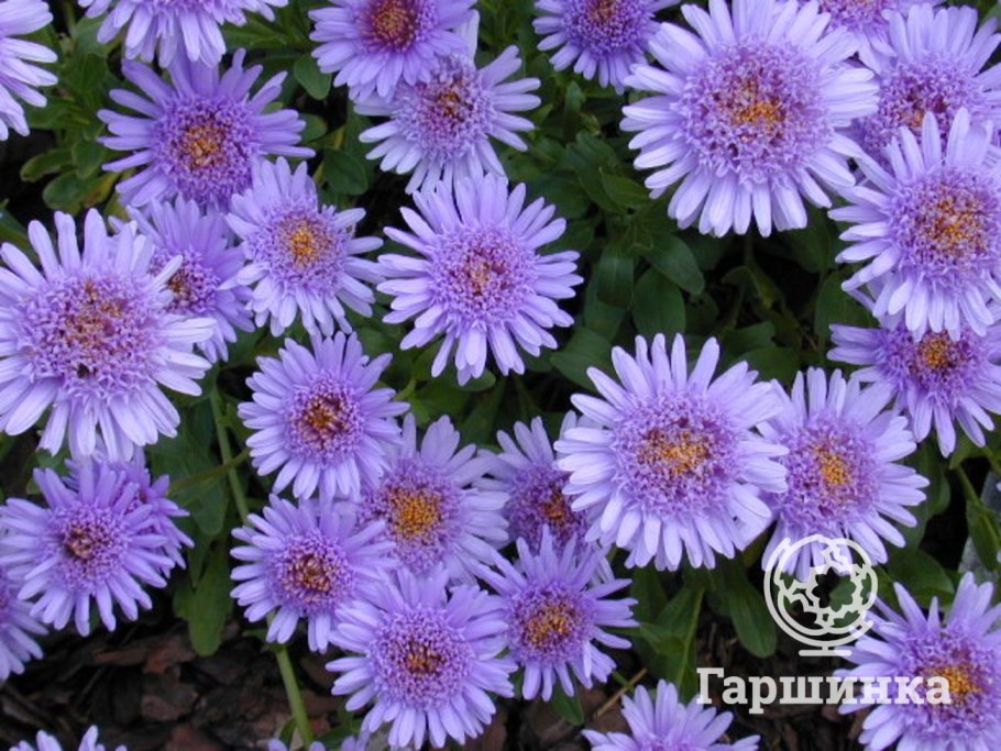 Нивяник Астра Альпийская