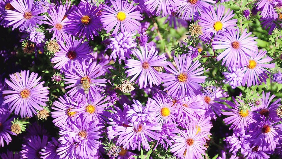 Астра Альпийская (Aster Alpinus)