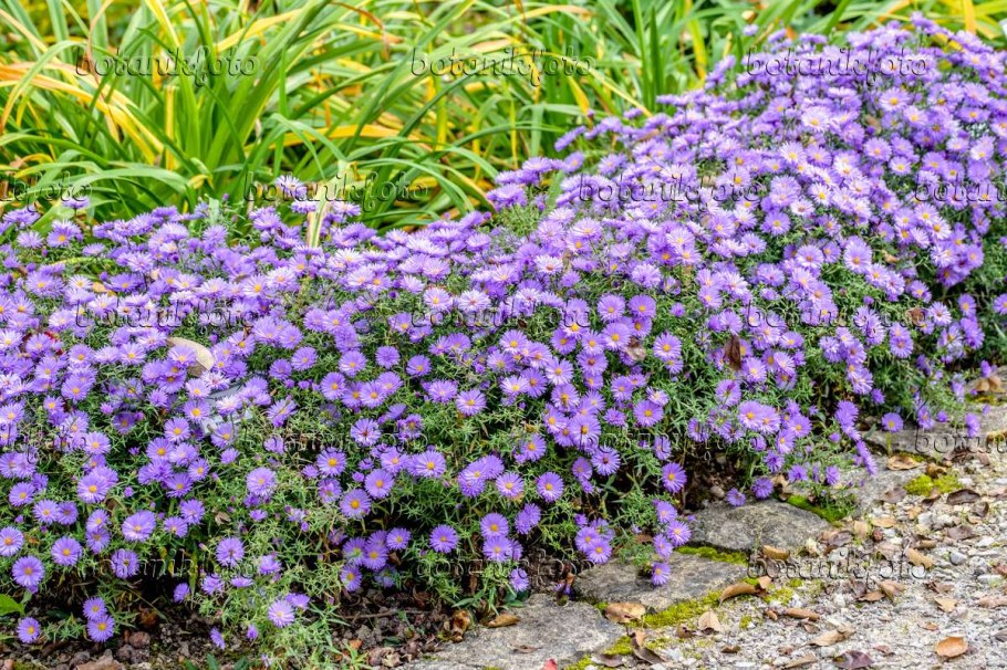 Астра кустарниковая Розенвихтель
