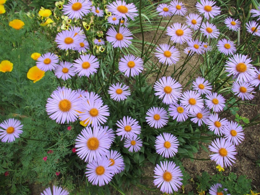 Астра Альпийская Альбус