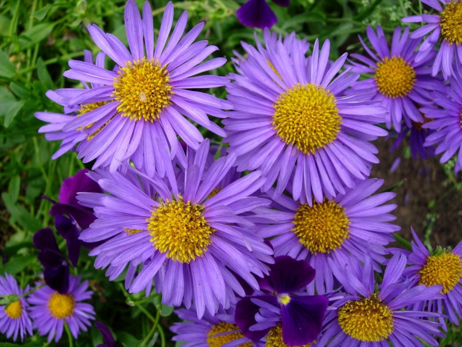 Астра новобельгийская (Aster Novi-Belgii &#96;Royal Ruby&#96;)