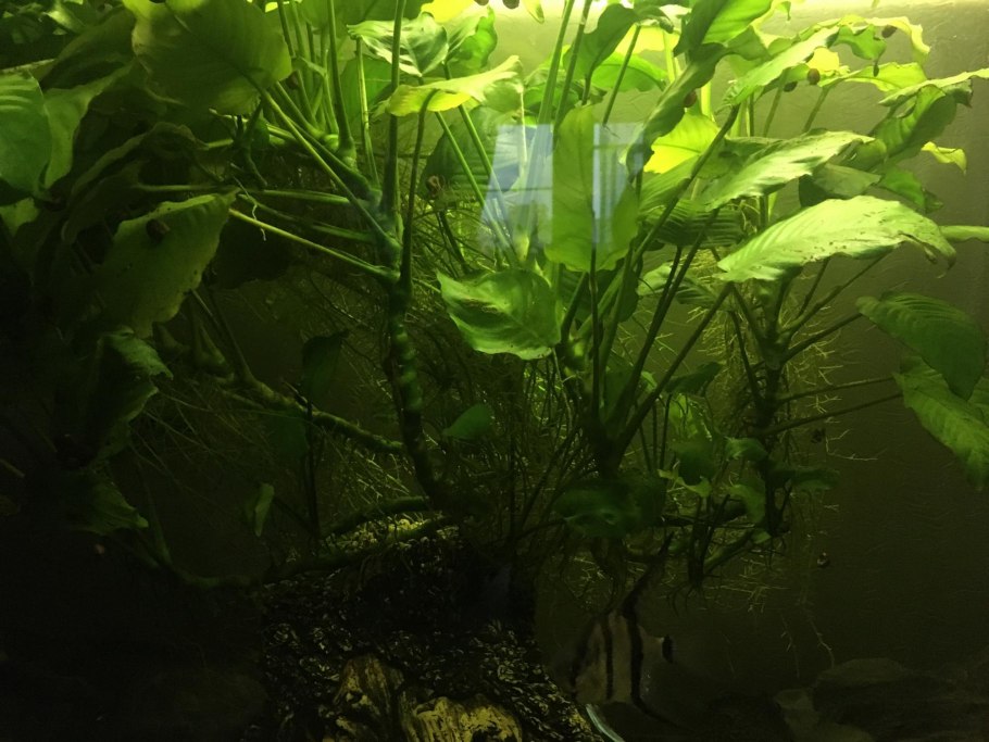 Студариум водоросли