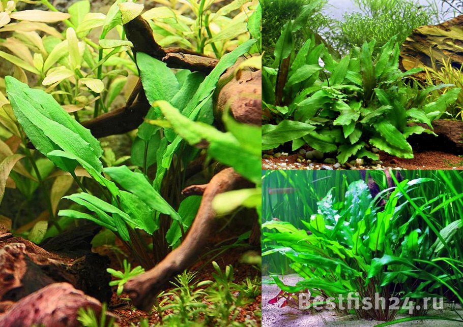 Диатомовые водоросли в аквариуме