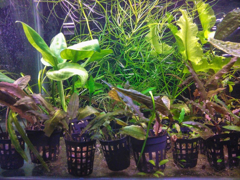 Ред Браун Криптокорина