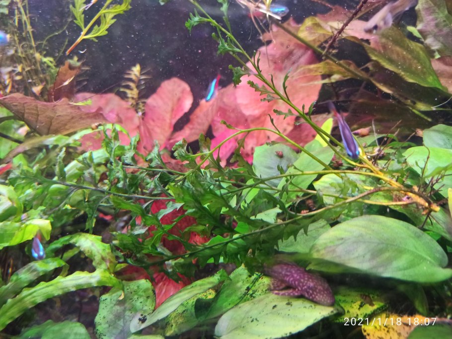 Top 30 easy Low Light Aquarium Plants for Beginners