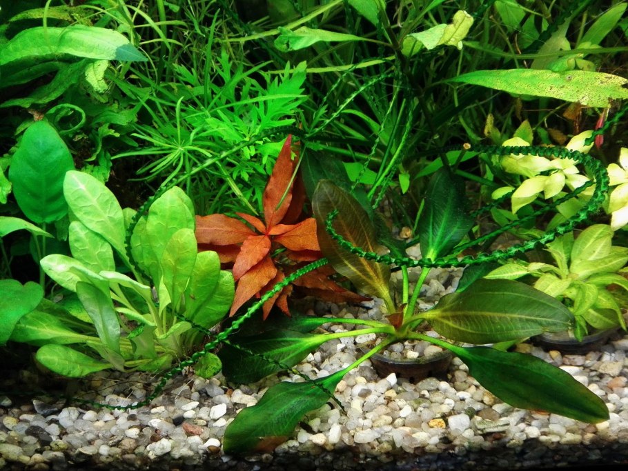 Криптокорина апарт