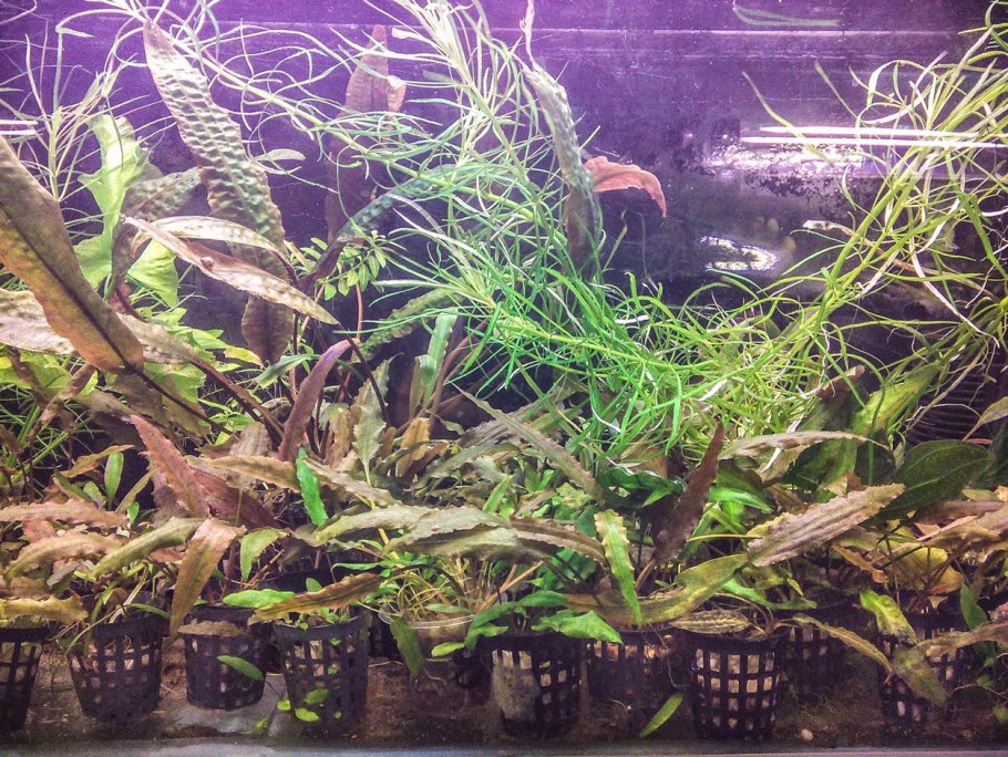 Криптокорина обратноспиральная