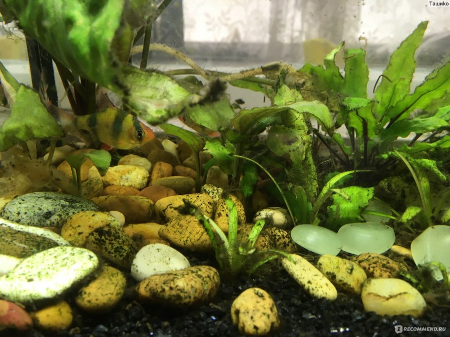 Эхинодорус Харбич