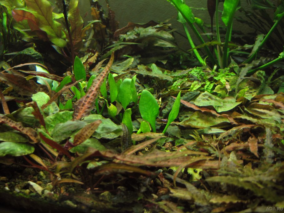 Сryрtосоrynе соrdаtа