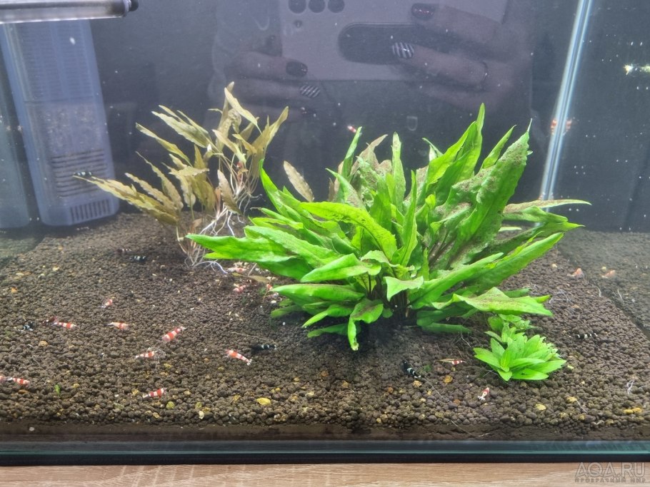 Эхинодорус Озирис