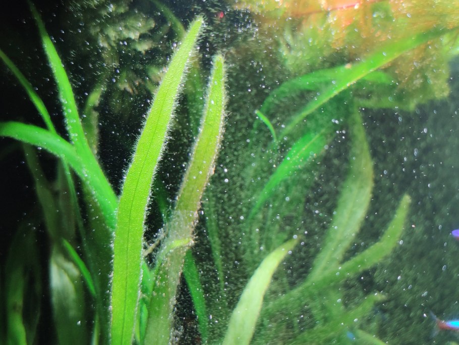 Cryptocoryne Грин геккон