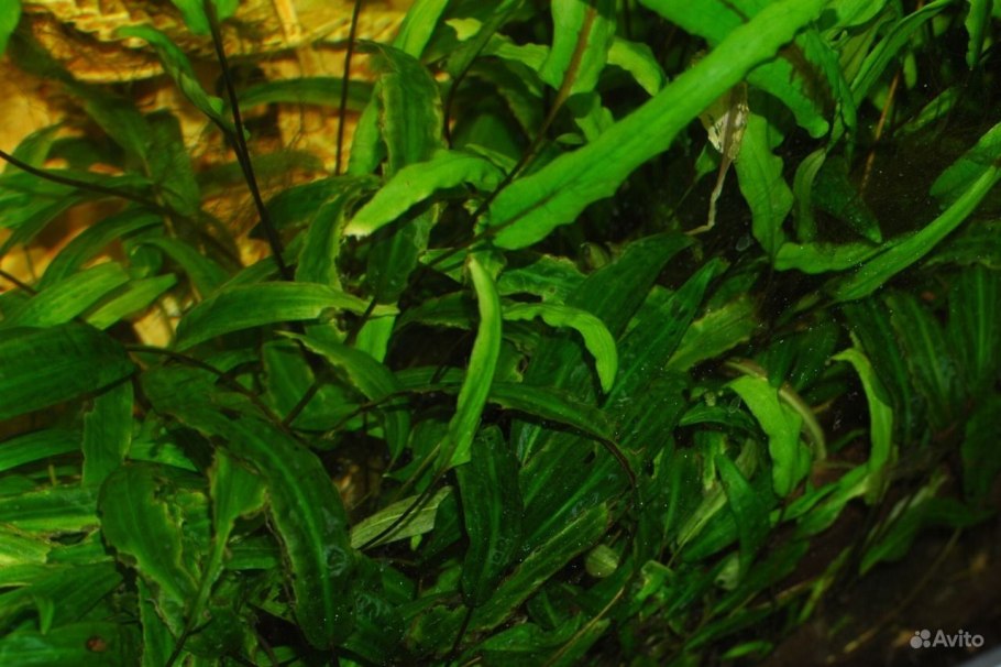 Фиолетовые водоросли